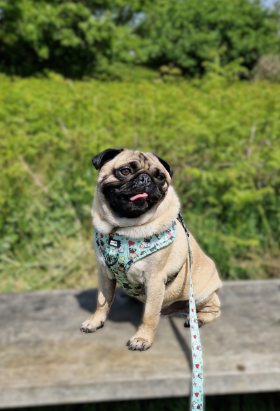 Adjustable Harness - Puggin' Awesome