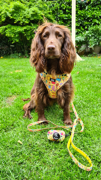 Adjustable Harness - Life's a Beach